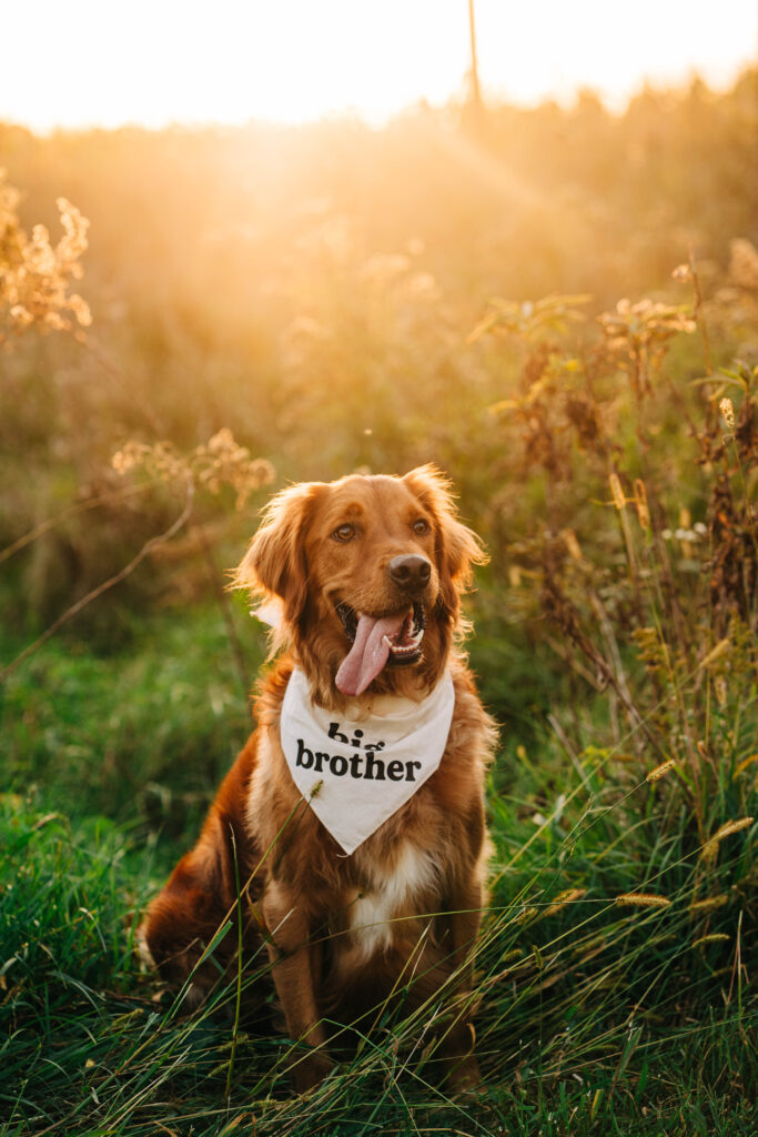 A golden retriever is basking in the golden sunlight in Wisconsin while wearing a big brother bandanna