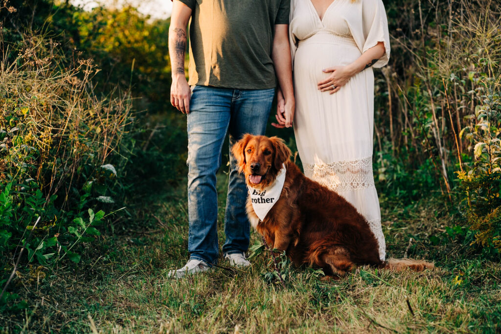 A golden retriever is wearing a big brother bandanna while his owners hold hands