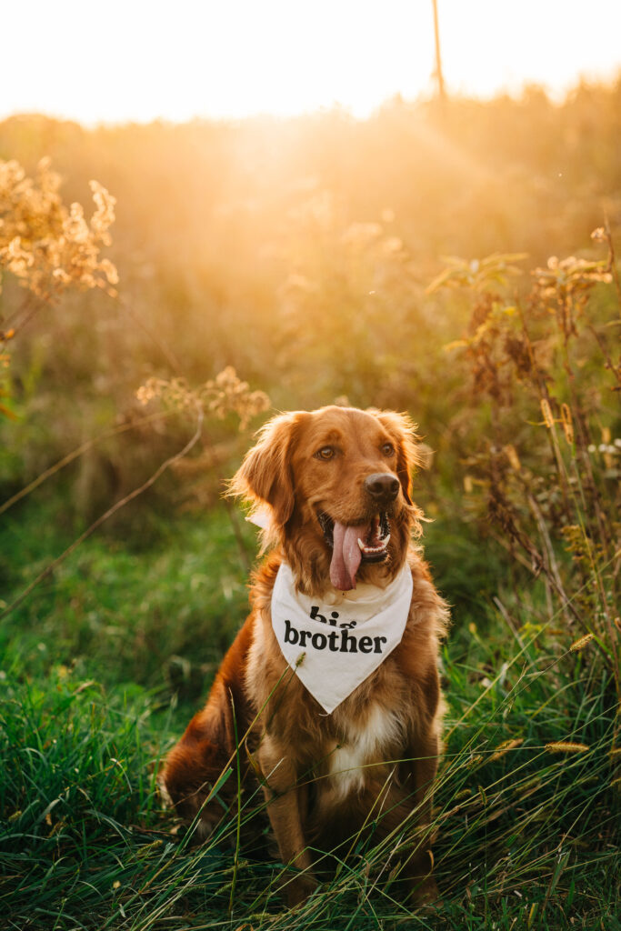 A golden retriever wearing a big brother bandanna, sits patiently with the golden sun behind him